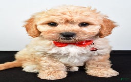 Cavachon dogs for sale: Donald - Image 7