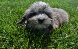 Havapoo dogs for sale: Zorro - Image 14