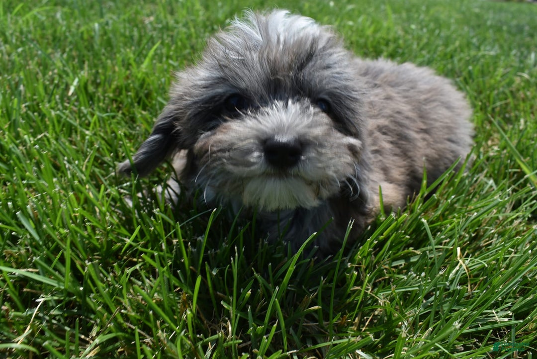 Havapoo dogs for sale: Zorro - Image 14