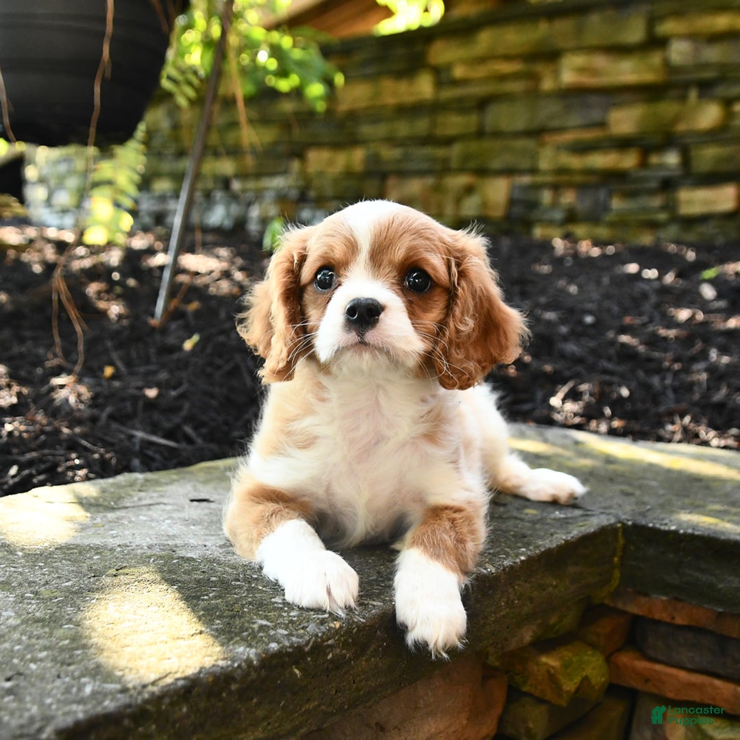 Cavalier King Charles Spaniel dogs for sale: Romeo - Image 2
