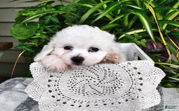 Cavachon dogs for sale: Charlie - Image 5