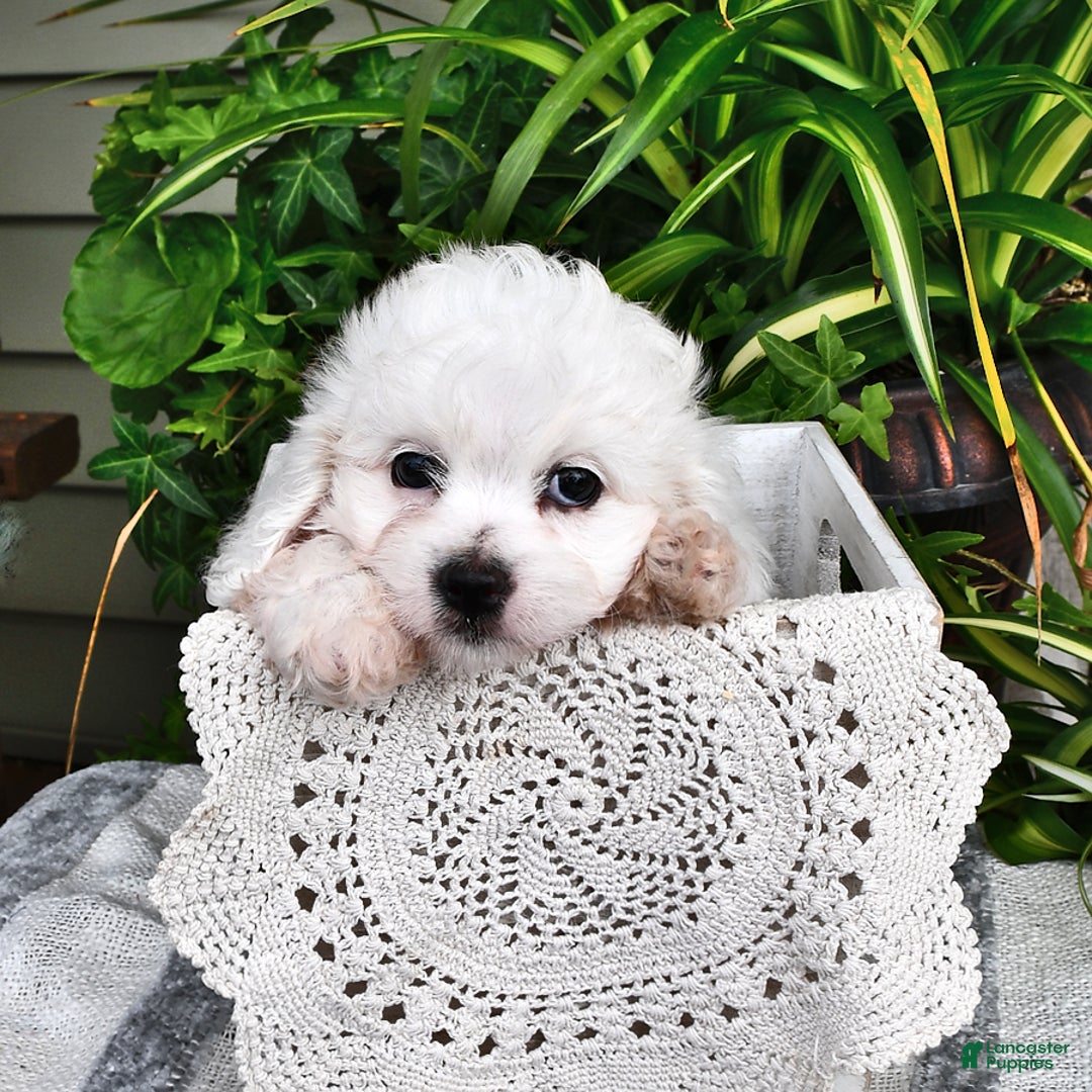 Cavachon dogs for sale: Charlie - Image 5