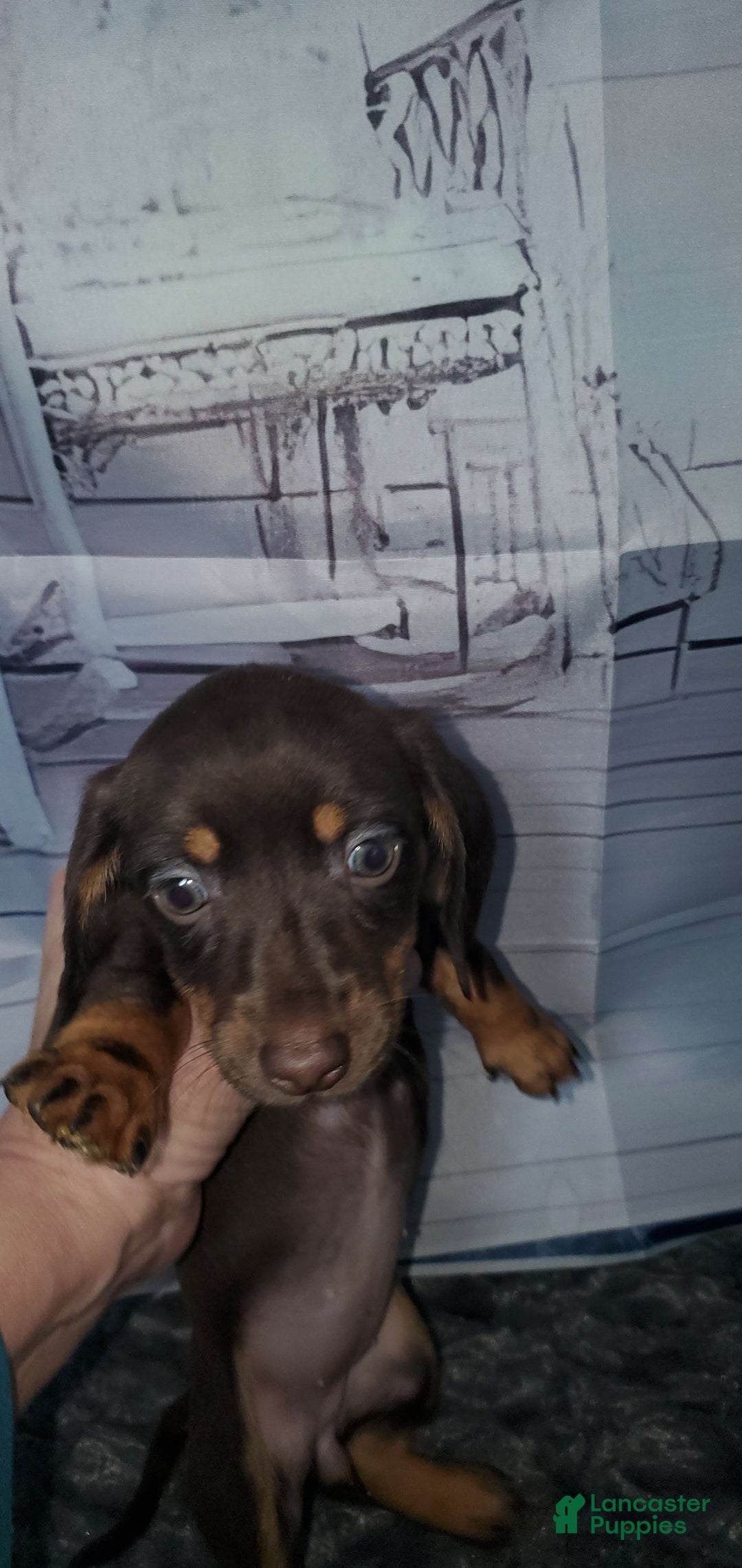 Miniature Dachshund dogs for sale: Nova - Image 6
