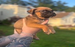 American Pit Bull Terrier dogs for sale: Pink - Image 3