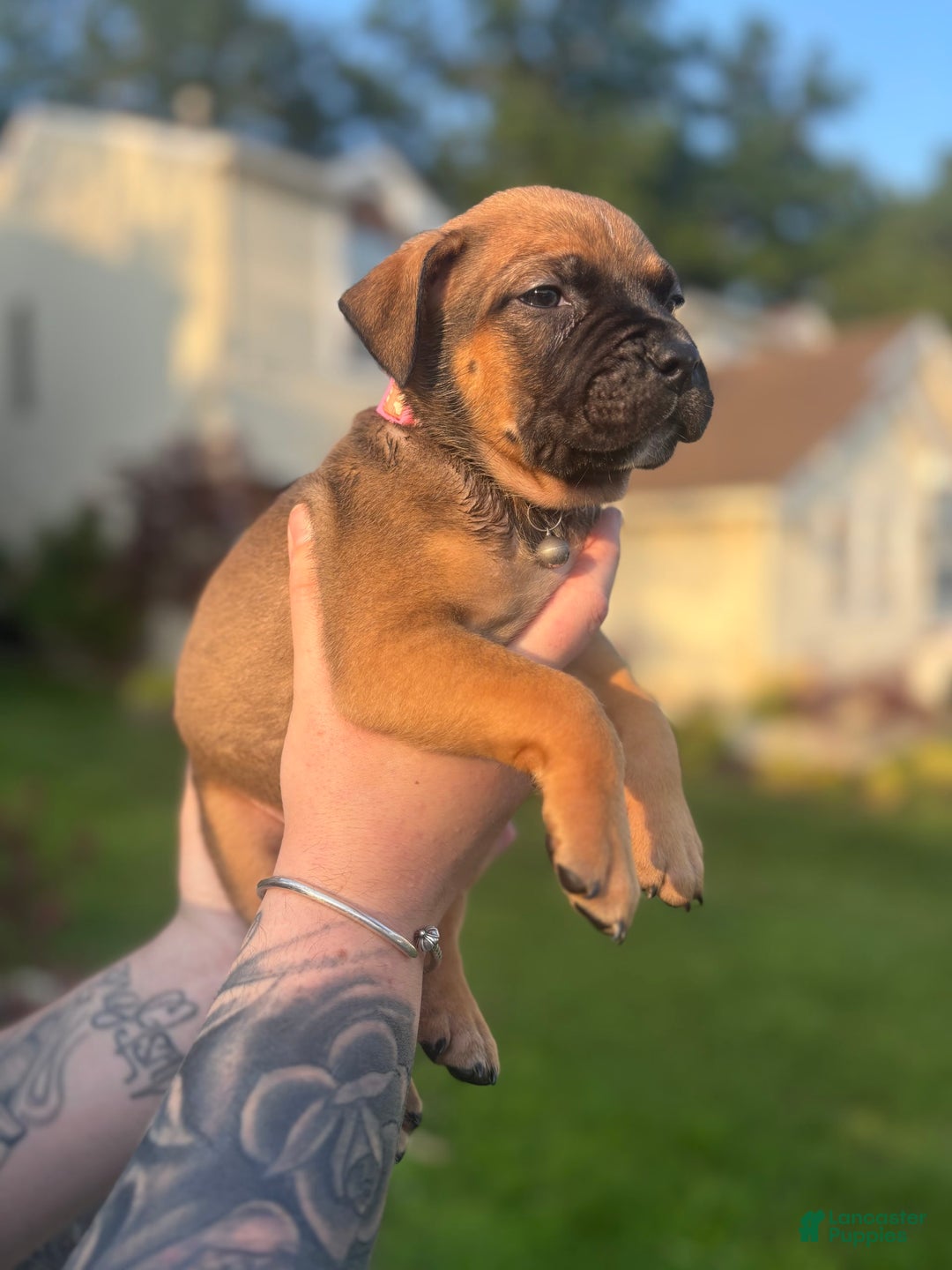 American Pit Bull Terrier dogs for sale: Pink - Image 3