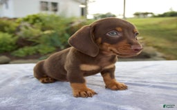 Miniature Dachshund dogs for sale: Fletcher - Image 7