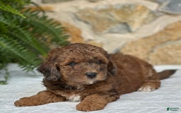 Mini Aussiedoodle dogs for sale: Ruger - Image 1