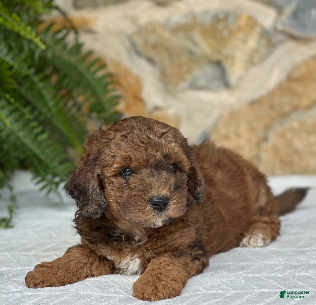 Mini Aussiedoodle dogs for sale: Ruger - Image 1