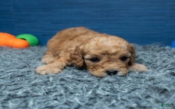 Cavapoo dogs for sale: Luke - Image 11
