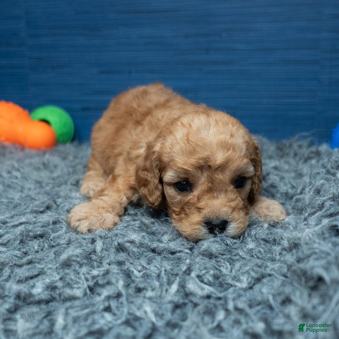 Cavapoo dogs for sale: Luke - Image 11