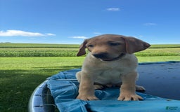 Labrador Retriever dogs for sale: Snickers - Image 3