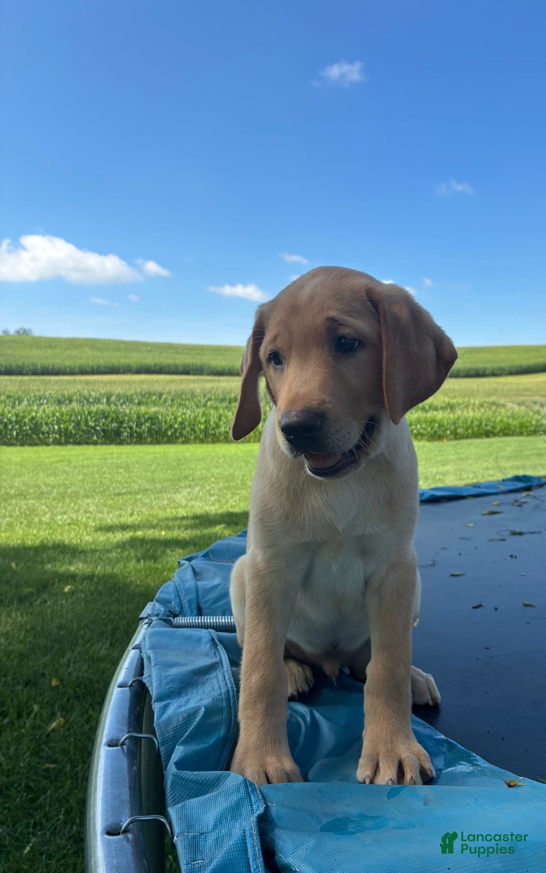 Labrador Retriever dogs for sale: Snickers - Image 3