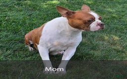 Frenchton dogs for sale: Scarlett - Image 10