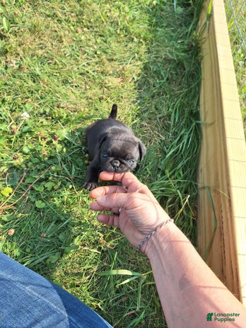 Pug dogs for sale - Ad 2