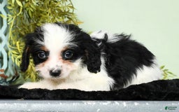 Cavapoo dogs for sale: Firecracker - Image 9