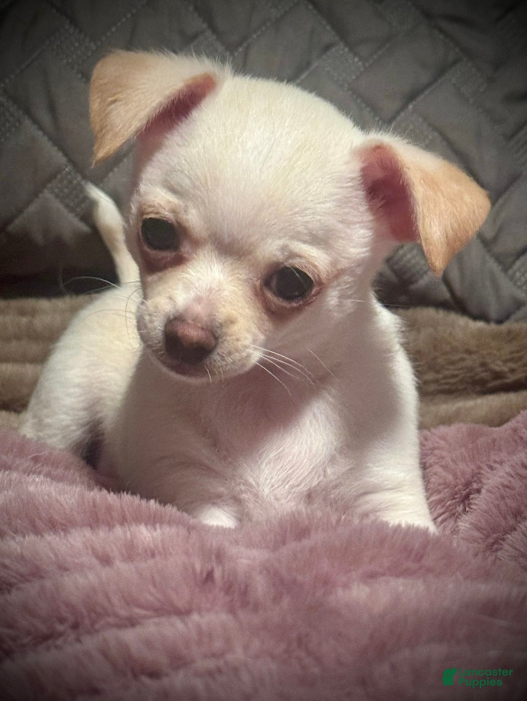 Chihuahua dogs for sale: Brody - Image 5