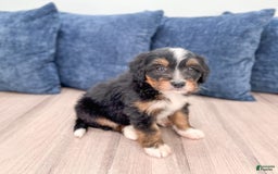 Mini Bernedoodle dogs for sale: Mason - Image 18