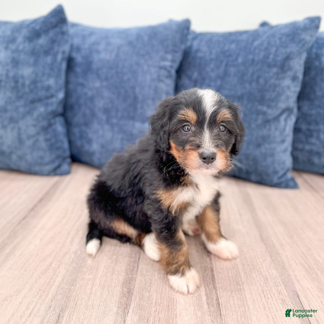 Mini Bernedoodle dogs for sale: Mason - Image 18
