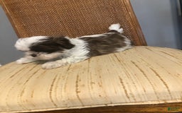 Shih Tzu dogs for sale: Nina - Image 2