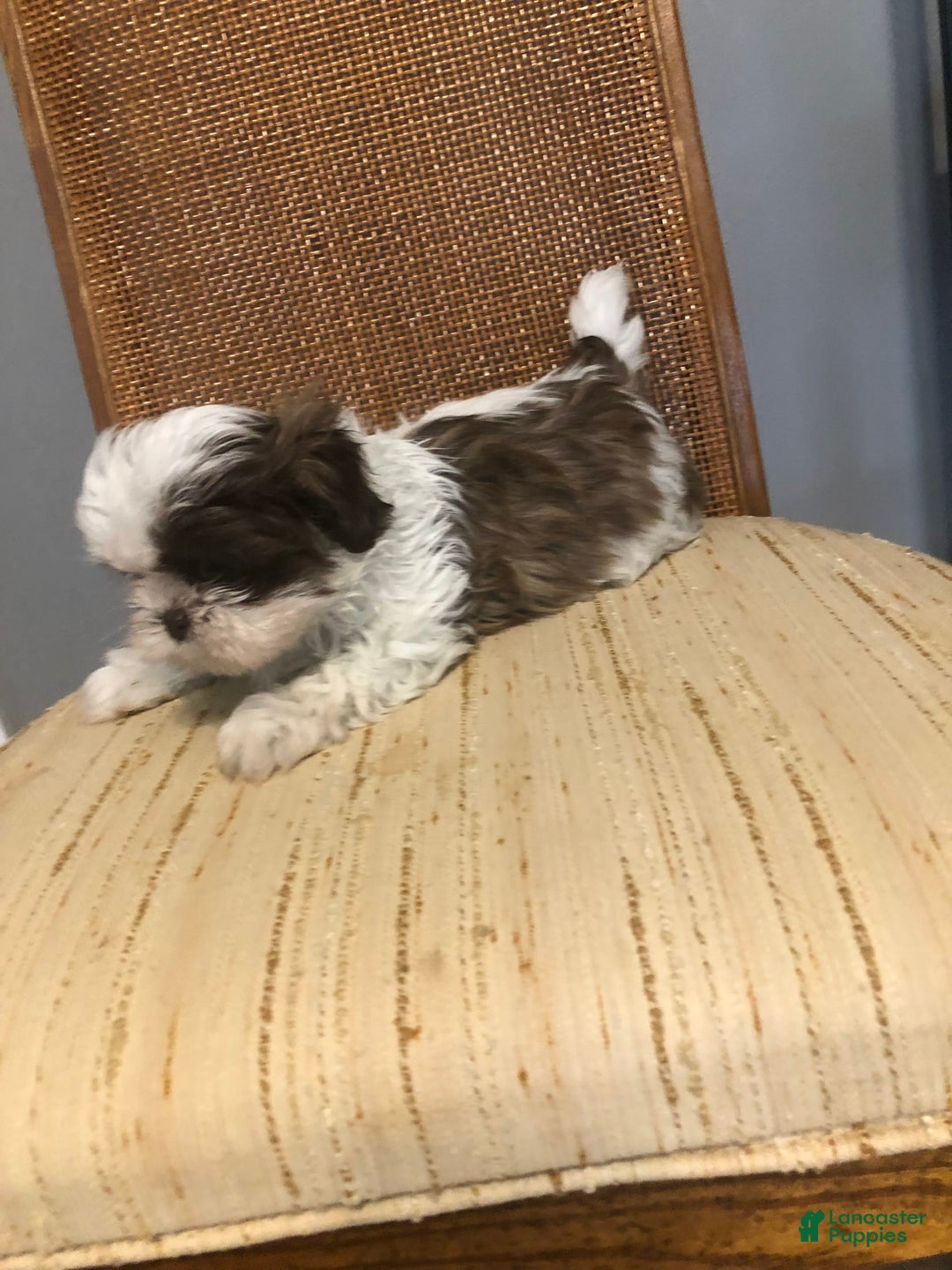 Shih Tzu dogs for sale: Nina - Image 2