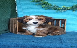 Havanese dogs for sale: Duke - Image 3
