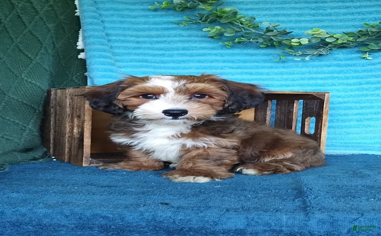 Havanese dogs for sale - Ad 4