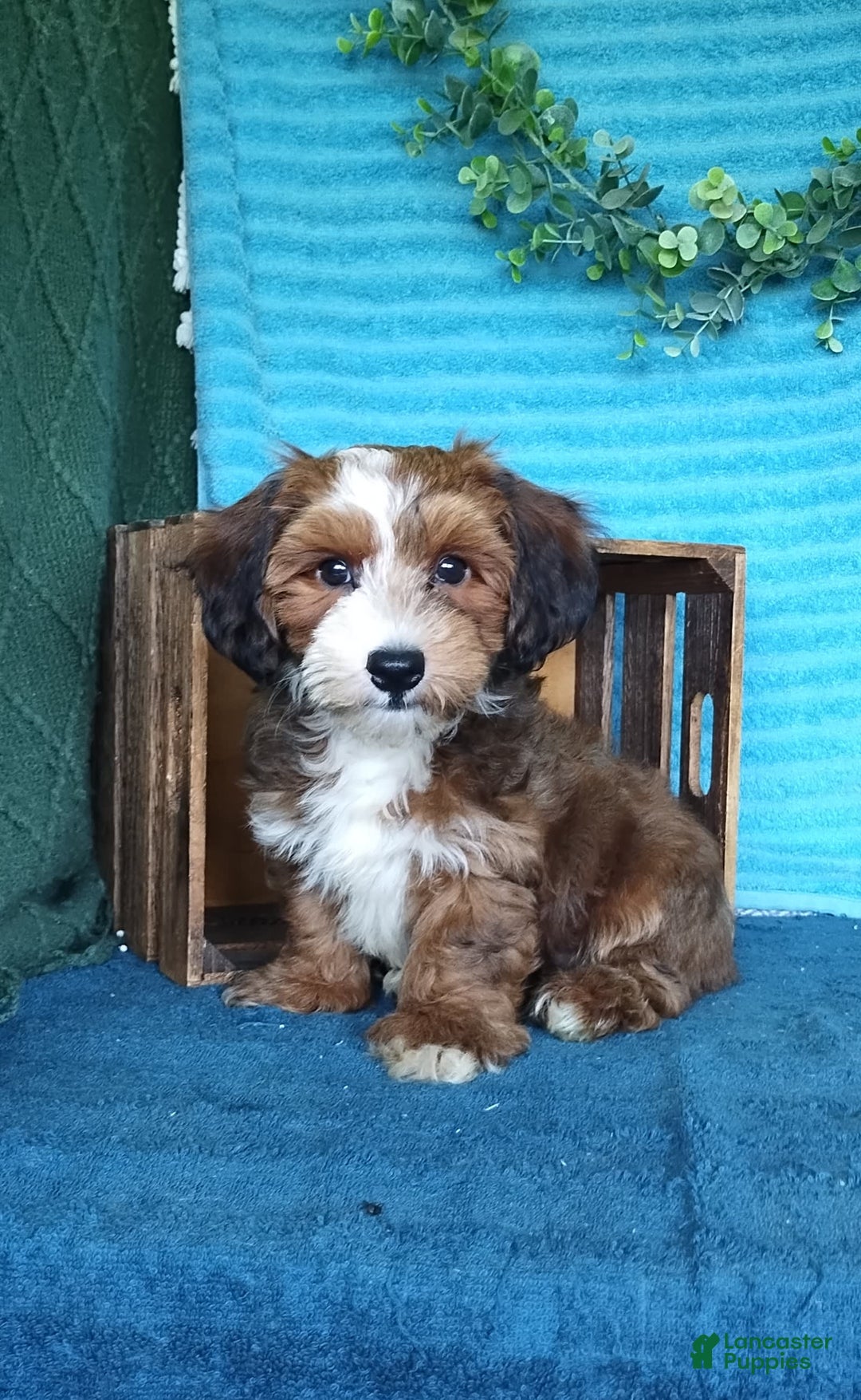 Havanese dogs for sale: Duke - Image 3