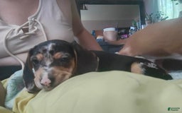 Beagle dogs for sale: Jazmin Aka Jazzy - Image 4