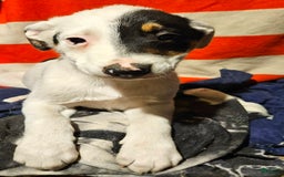 Border Collie dogs for sale: Gumbi - Image 35