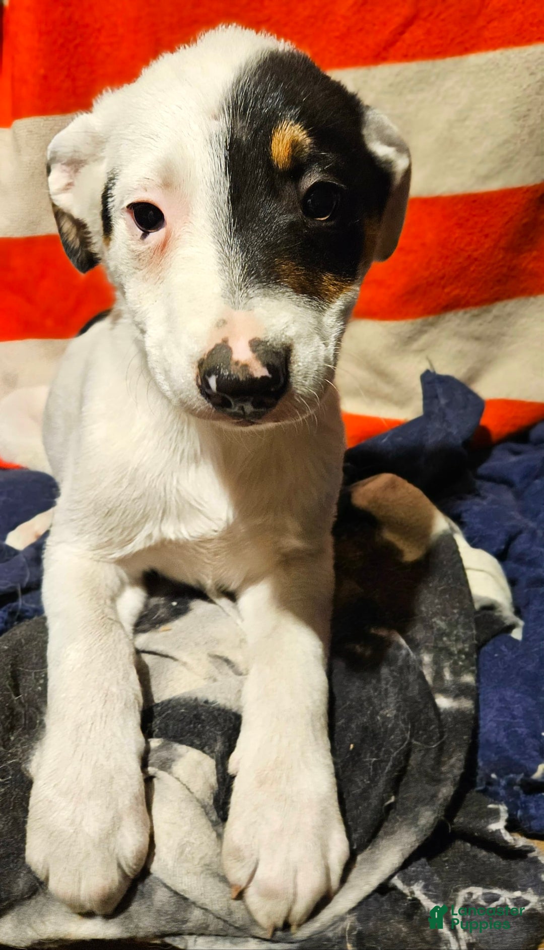Border Collie dogs for sale: Gumbi - Image 35