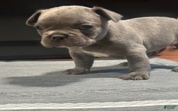 French Bulldog dogs for sale: Hulk - Image 2