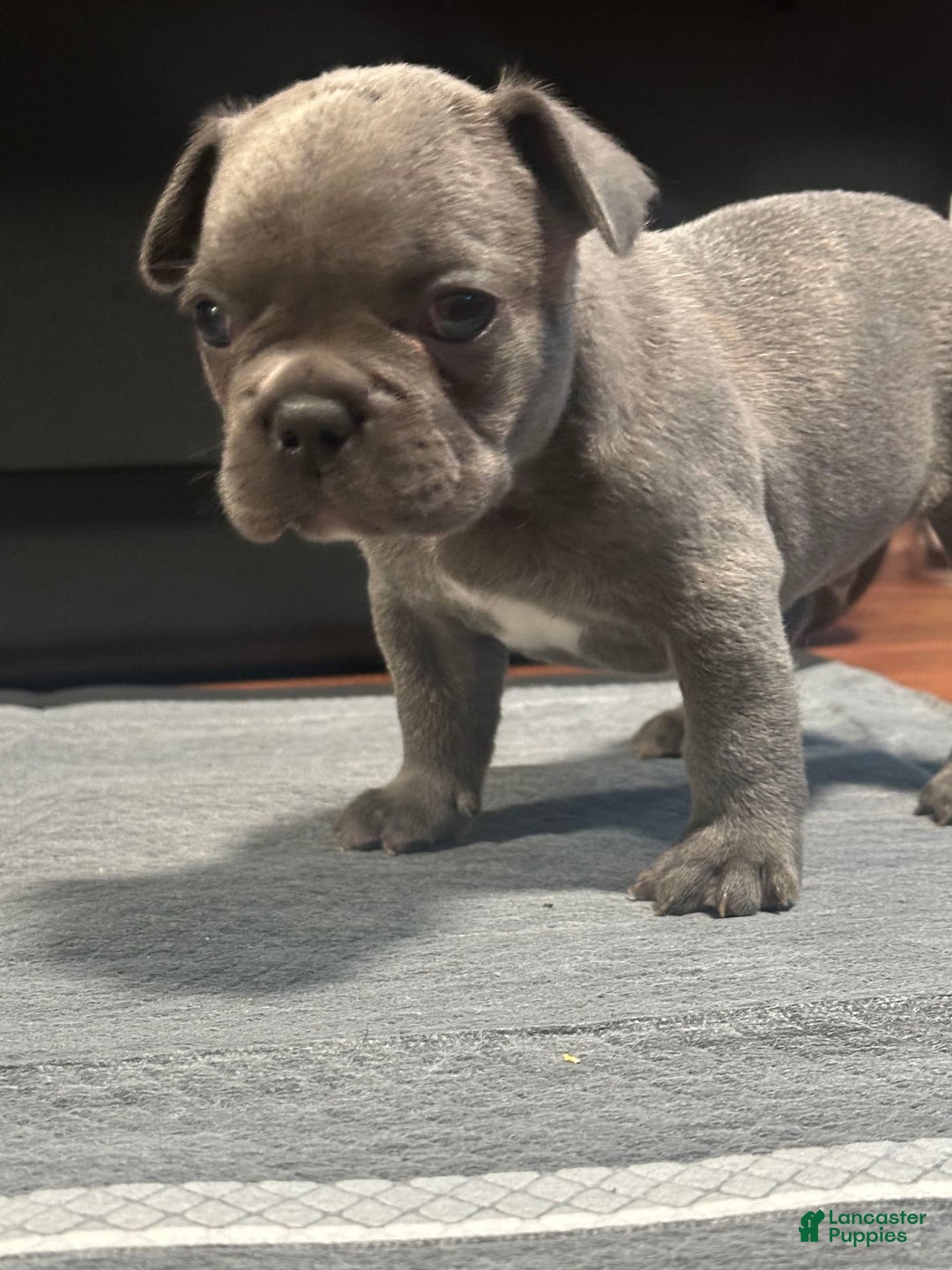French Bulldog dogs for sale: Hulk - Image 2