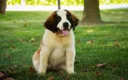 Saint Bernard dogs for sale: Madison - Image 12