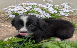 Miniature Australian Shepherd dogs for sale: Elephant Ear - Image 3