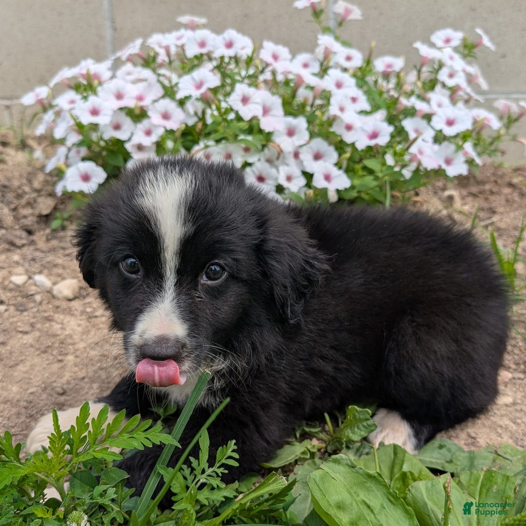 Miniature Australian Shepherd dogs for sale: Elephant Ear - Image 3
