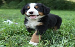 Bernese Mountain Dog dogs for sale: Sage - Image 21