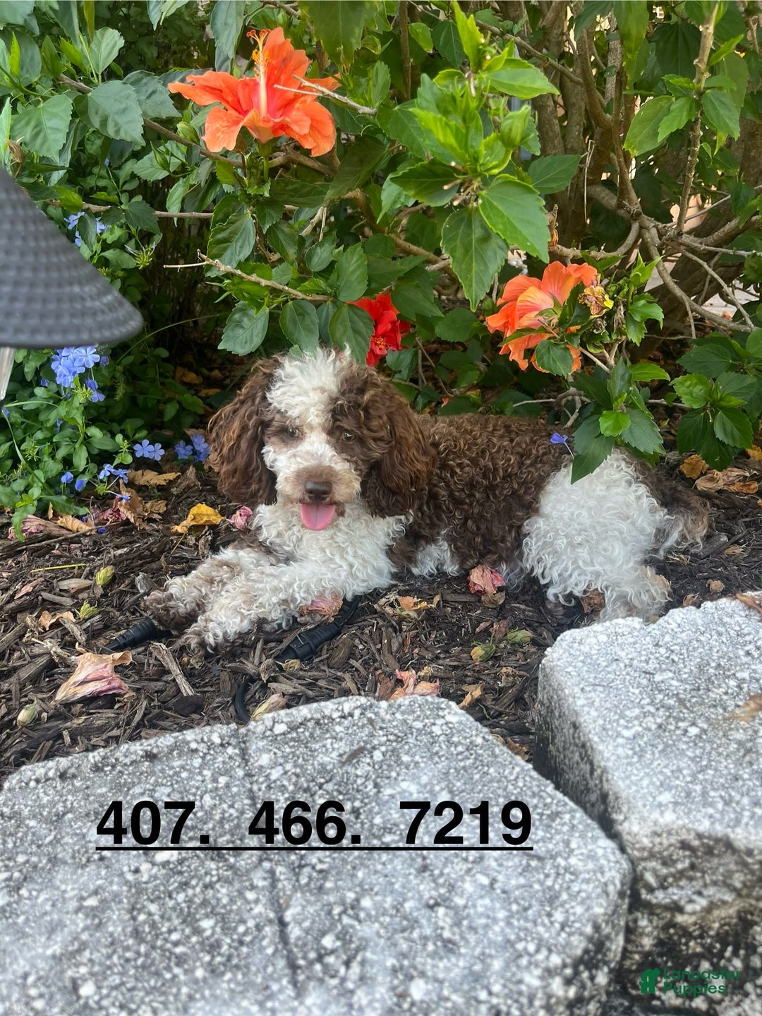 Toy Poodle dogs for sale: Jasper - Image 4