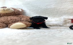 Morkie dogs for sale: Xander - Image 7