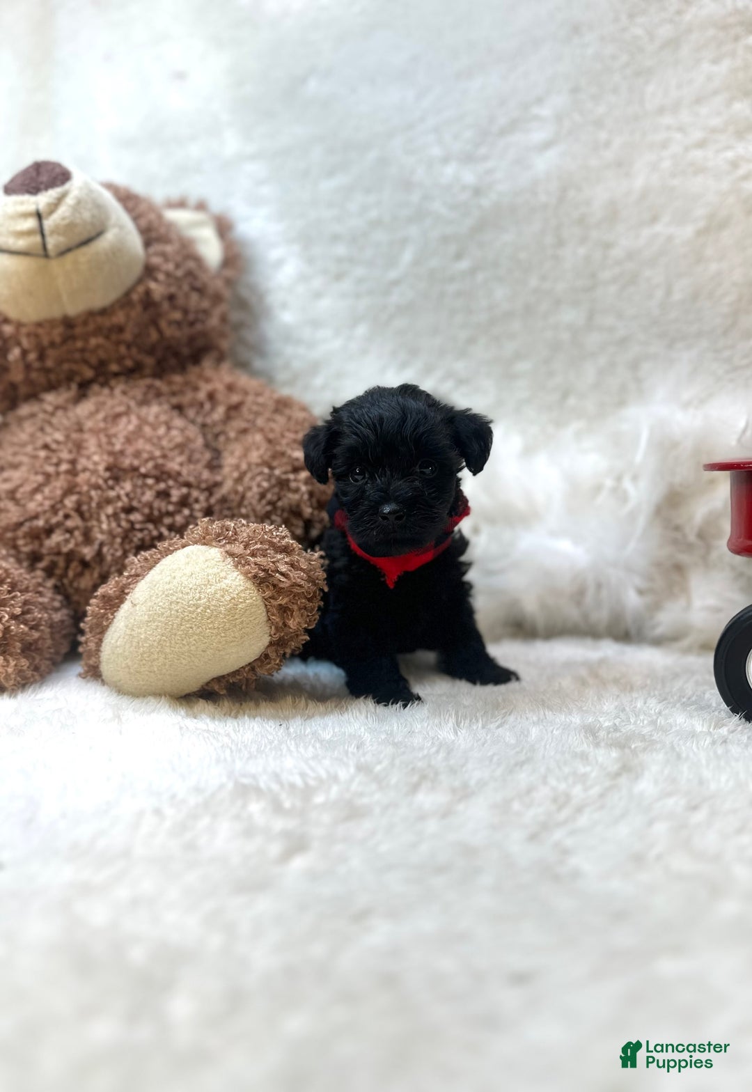 Morkie dogs for sale: Xander - Image 7