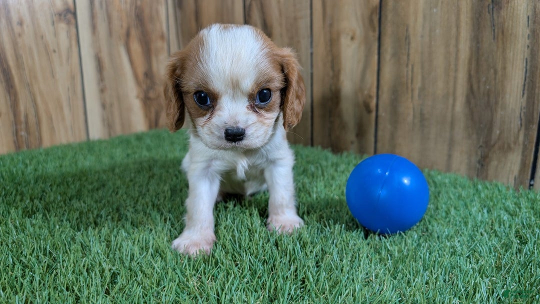 Cavalier King Charles Spaniel dogs for sale: Stardust Boy 1 - Image 4