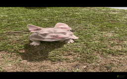 French Bulldog dogs for sale: Dj - Image 16