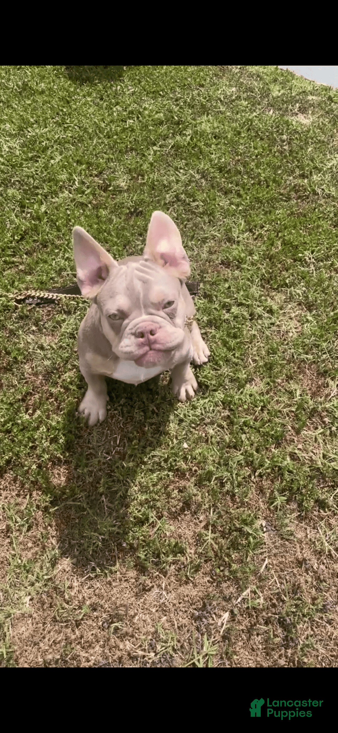 French Bulldog dogs for sale: Dj - Image 16