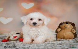 Bichon Frise dogs for sale: Bobby - Image 4