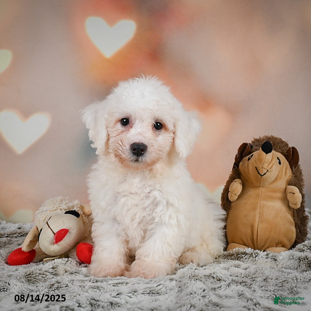 Bichon Frise dogs for sale: Bobby - Image 4