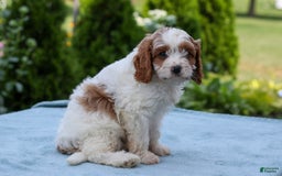 Cavapoo dogs for sale: Trooper - Image 2
