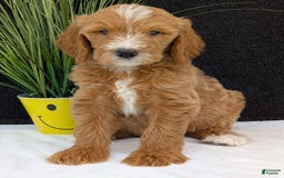 Goldendoodle dogs for sale: Parker - Image 13