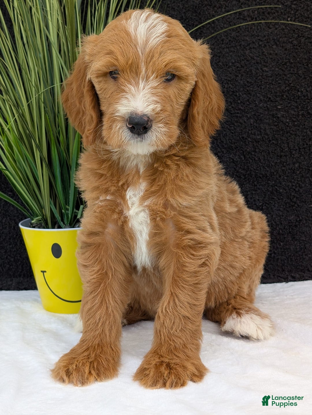 Goldendoodle dogs for sale: Parker - Image 13
