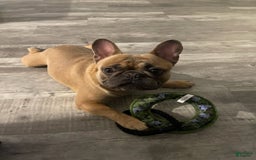 French Bulldog dogs for sale: Missy - Image 10