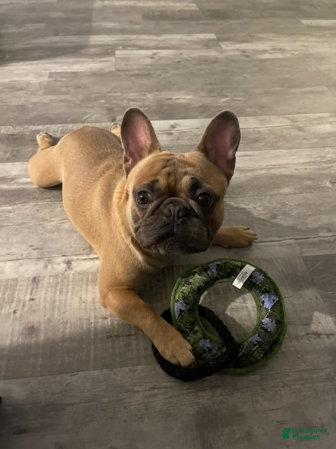 French Bulldog dogs for sale: Missy - Image 10