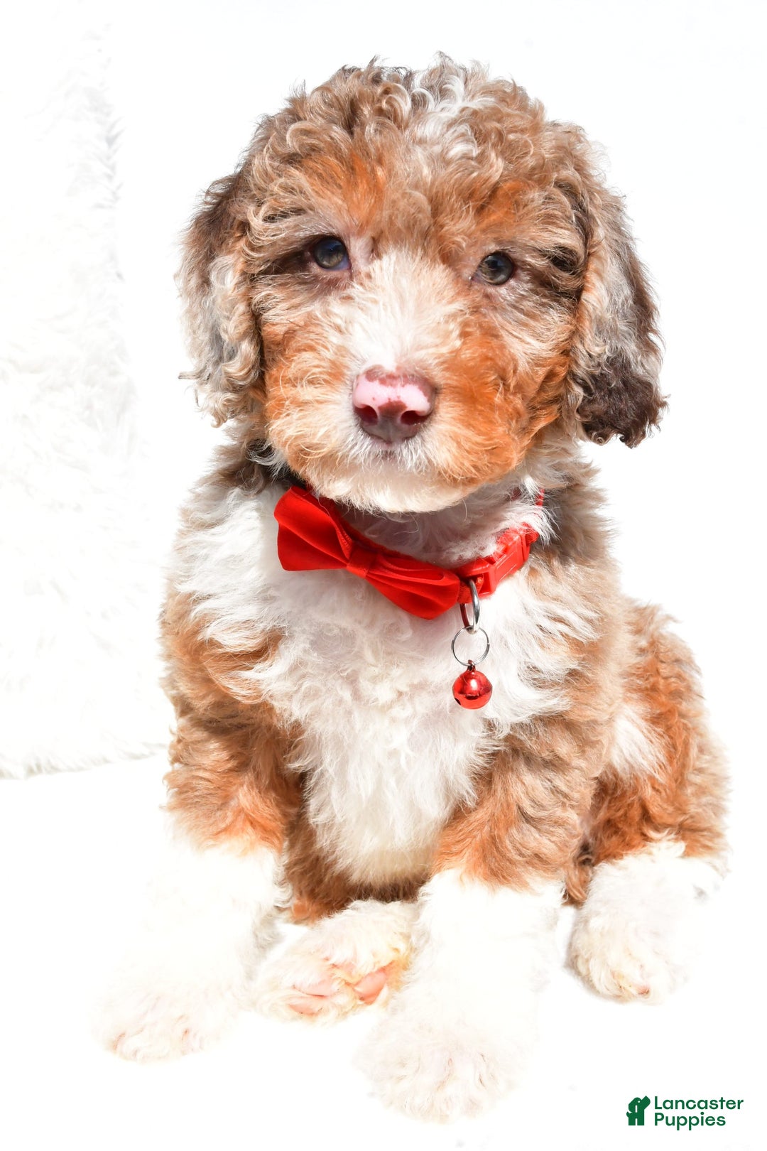 Mini Aussiedoodle dogs for sale: Emma - Image 1